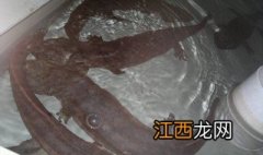 娃娃鱼保存 娃娃鱼冷冻后还怎么放血