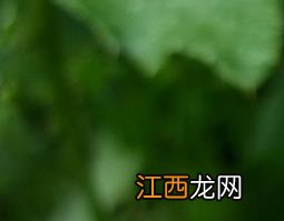 小蓟的功效与作用