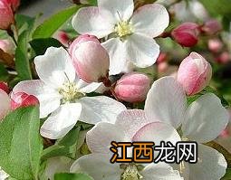 羊蹄甲的功效与作用