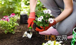 屋里放什么绿植招财辟邪 屋里放什么绿植招财