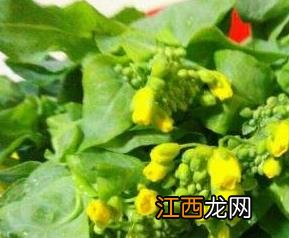 菜苔的花可以吃吗 菜苔的花怎么食用