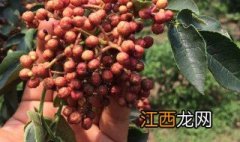 黄盖花椒几月份成熟 黄盖花椒几月熟