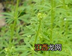 什么是栀子 栀子的功效与作用