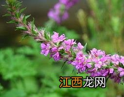 什么是马鞭草 马鞭草的功效与作用