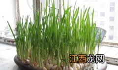 阳台蒜苗的种植方法及时间 阳台蒜苗的种植方法