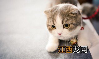 猫取名字带财运 带财运的宠物猫名字