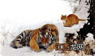 老虎会吃猫吗? 老虎会吃猫吗