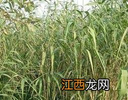 芦根的功效与作用及食用方法