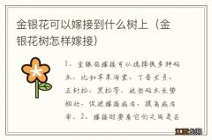 金银花树怎样嫁接 金银花可以嫁接到什么树上