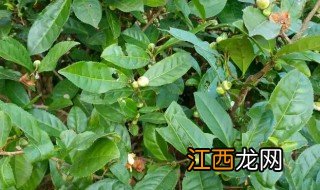 绿茶树适合哪些地方种植 绿茶树适合哪些地方种植的