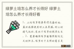 绿萝土培怎么养才长得好 绿萝土培怎么养才长得好看