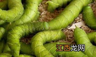 豆青虫怎么吃 怎么吃豆青虫