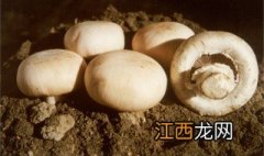 如果蘑菇生虫子怎么办呢 如果蘑菇生虫子怎么办