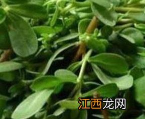 马食菜的功效与作用