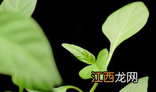 家里放什么名贵绿植招财，家里放什么名贵绿植招财转运