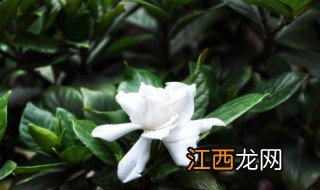 属虎办公室放什么绿植招财 属虎办公室放什么植物风水好