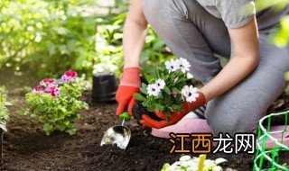 客厅放什么植物 房头放什么绿植招财