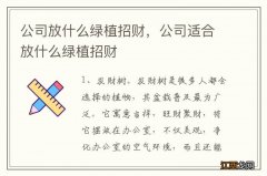 公司放什么绿植招财，公司适合放什么绿植招财