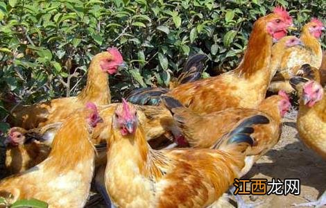 蛋鸡拉稀的防治方法