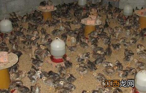 蛋鸡拉稀的防治方法