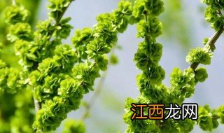 榆钱直接冷冻可以吗 榆钱能放冰箱冷冻吗