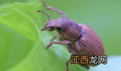 菜豆象是一种什么动物? 菜豆象是一种什么