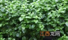 穿心莲的种植方法和养护 穿心莲的种植方法