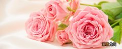 粉玫瑰的花语是什么 粉玫瑰的花语是什么意思