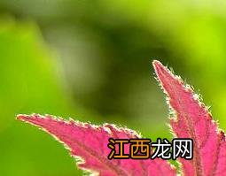 枫香树叶功效和作用