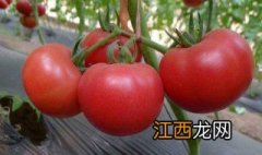 西红柿膨果配方是什么植物 西红柿膨果配方是什么