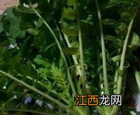 白萝卜叶子的功效与作用