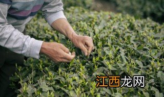 茶叶种子怎么种 茶叶种子怎么种植