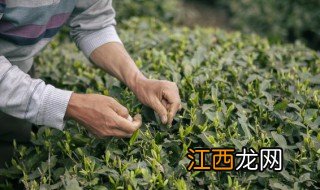 邦崴古树茶属于哪个茶区，邦崴古茶树图片