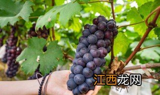 葡萄菜摘完怎样管理好 葡萄菜摘完怎样管理