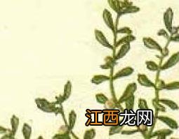 鹅不食草的作用和功效