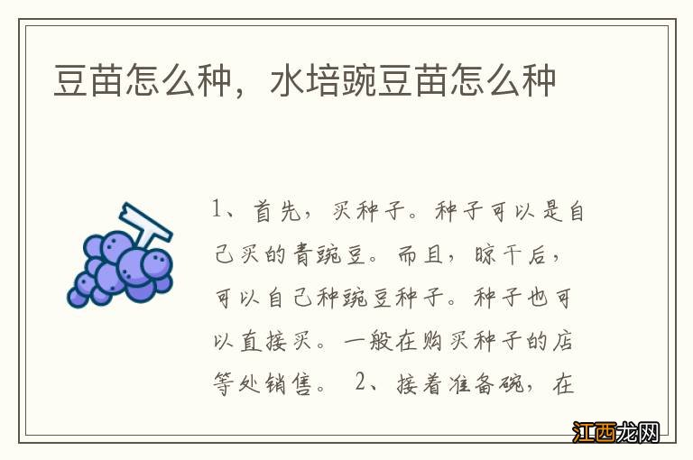 豆苗怎么种，水培豌豆苗怎么种
