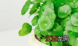 铜钱草花籽怎样种 铜钱草籽怎么种