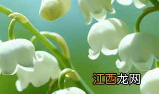 铃兰怎么种什么时候发芽 铃兰怎么种