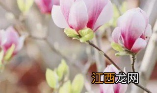 玉兰花怎么种植视频 玉兰花怎么种