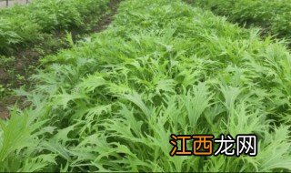 芝麻菜怎么种植 芝麻菜怎么种