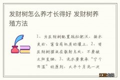 发财树怎么养才长得好 发财树养殖方法