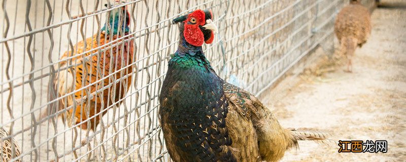 野鸡吃什么东西为食 用什么引诱野鸡最有效