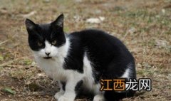 梦到一只黑白相间的猫,梦里还害怕 梦到一只黑白相间的猫