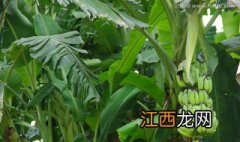 芭蕉如何催熟,最快 芭蕉如何催熟