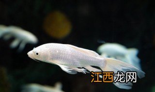 新鲜鱼可以煮几分钟啊 新鲜鱼可以煮几分钟