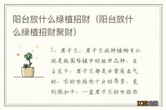 阳台放什么绿植招财聚财 阳台放什么绿植招财