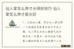 仙人掌怎么养才长得好技巧 仙人掌怎么养才能长好