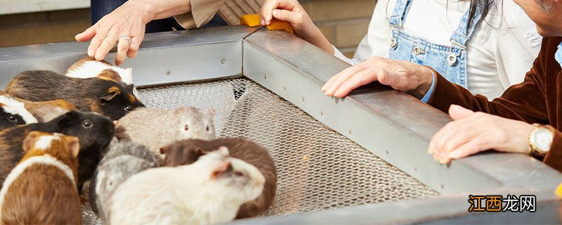 荷兰猪可以活多久 荷兰猪饲养八大禁忌