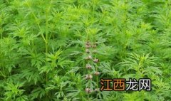 益母草的吃法和用途是什么 益母草的吃法和用途