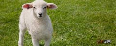 育肥羊一天吃多少精料 育肥羊一天吃多少精料合适